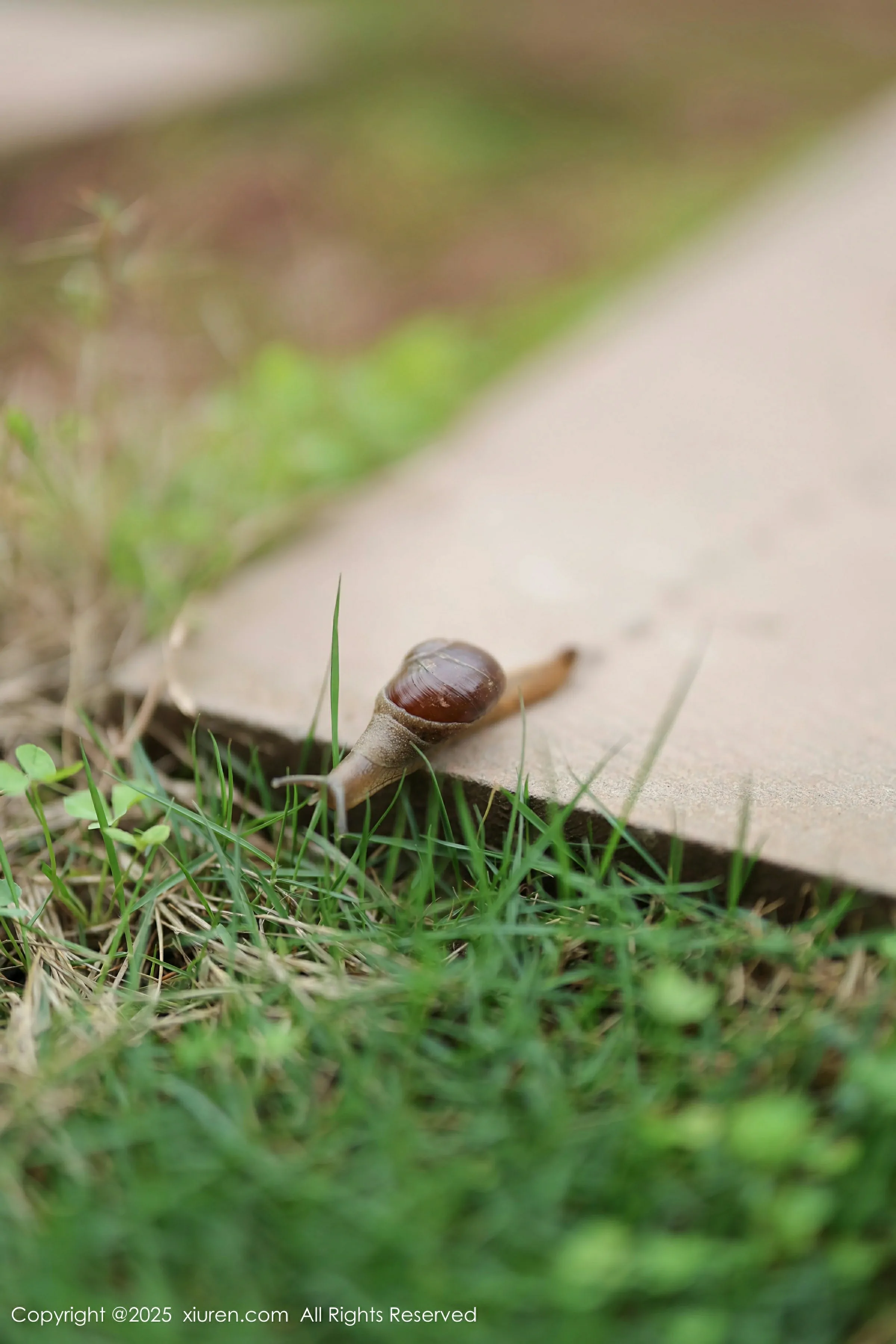  XiuRen 秀人 No.10215 茂木希子 [82P]第6张